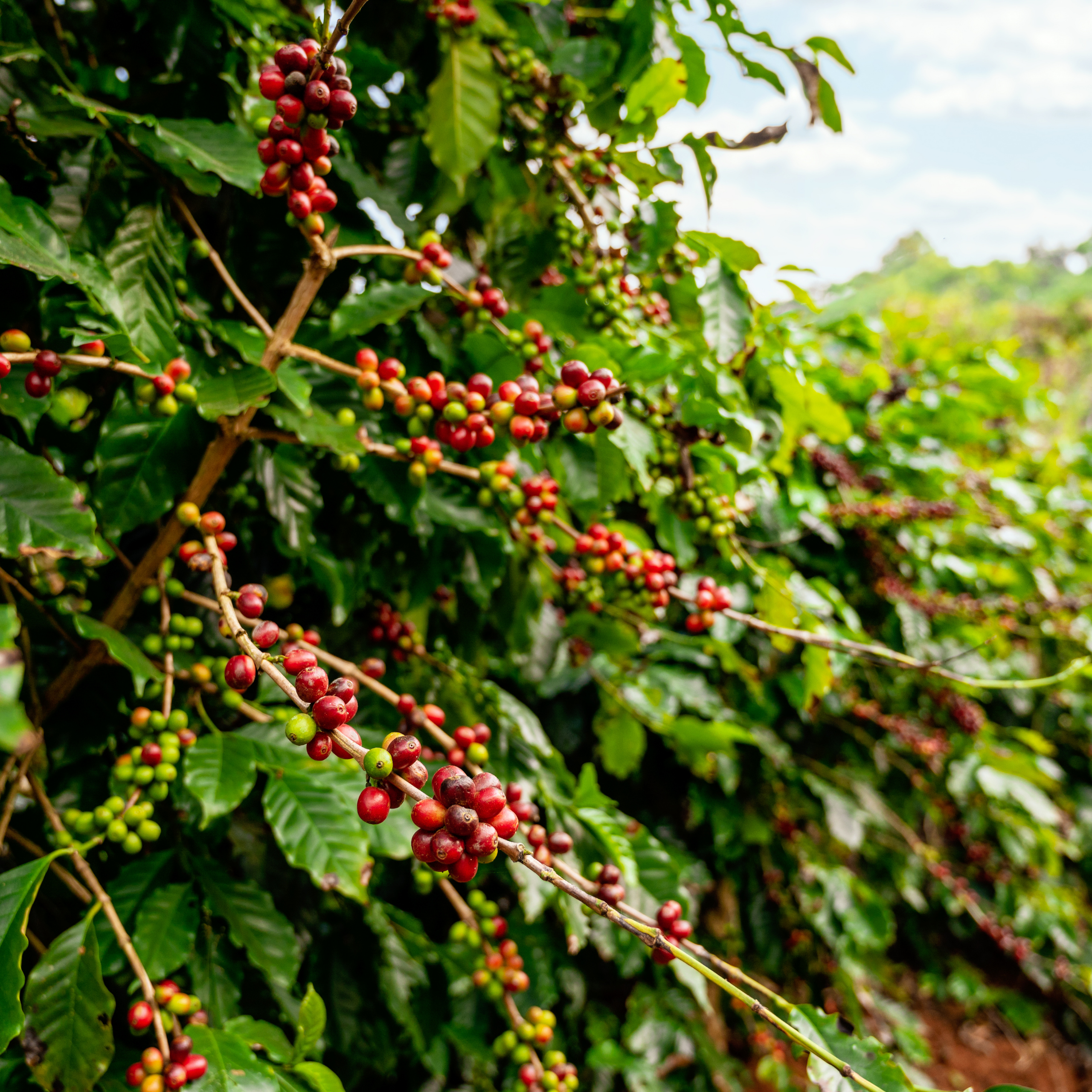 What Makes Arabica Beans So Special?